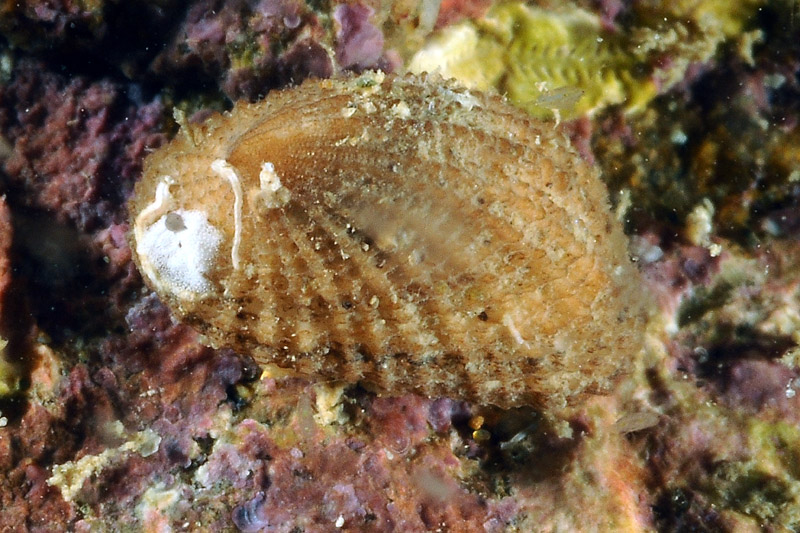 Piccolo bivalve